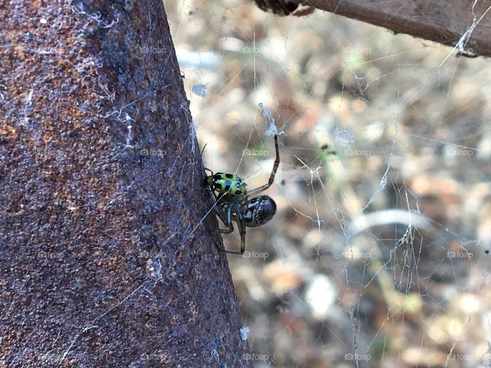 Creepy spider weaving an intricate web 