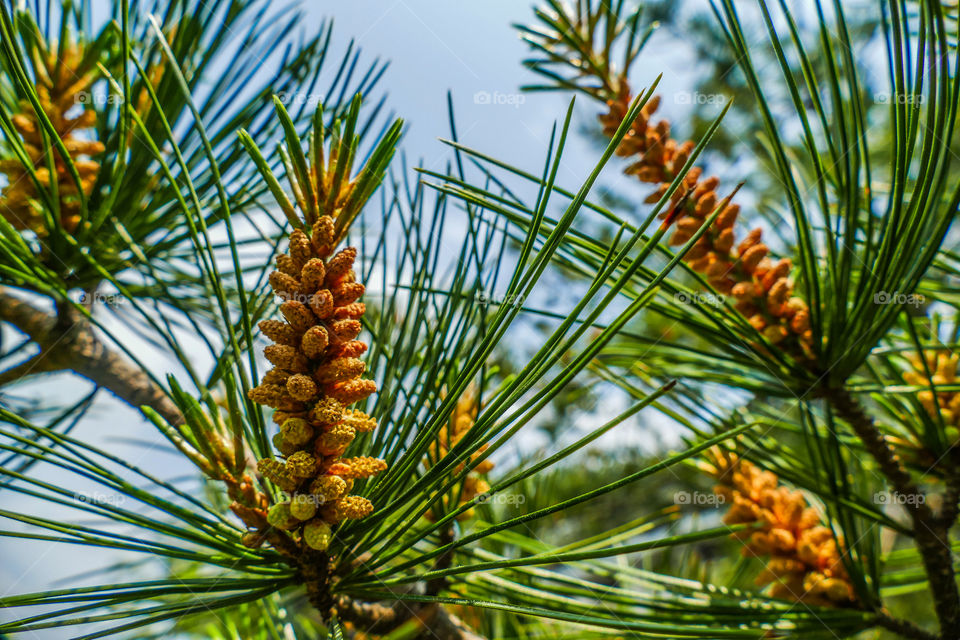 Young pine flowers barely beginning to form on a tree