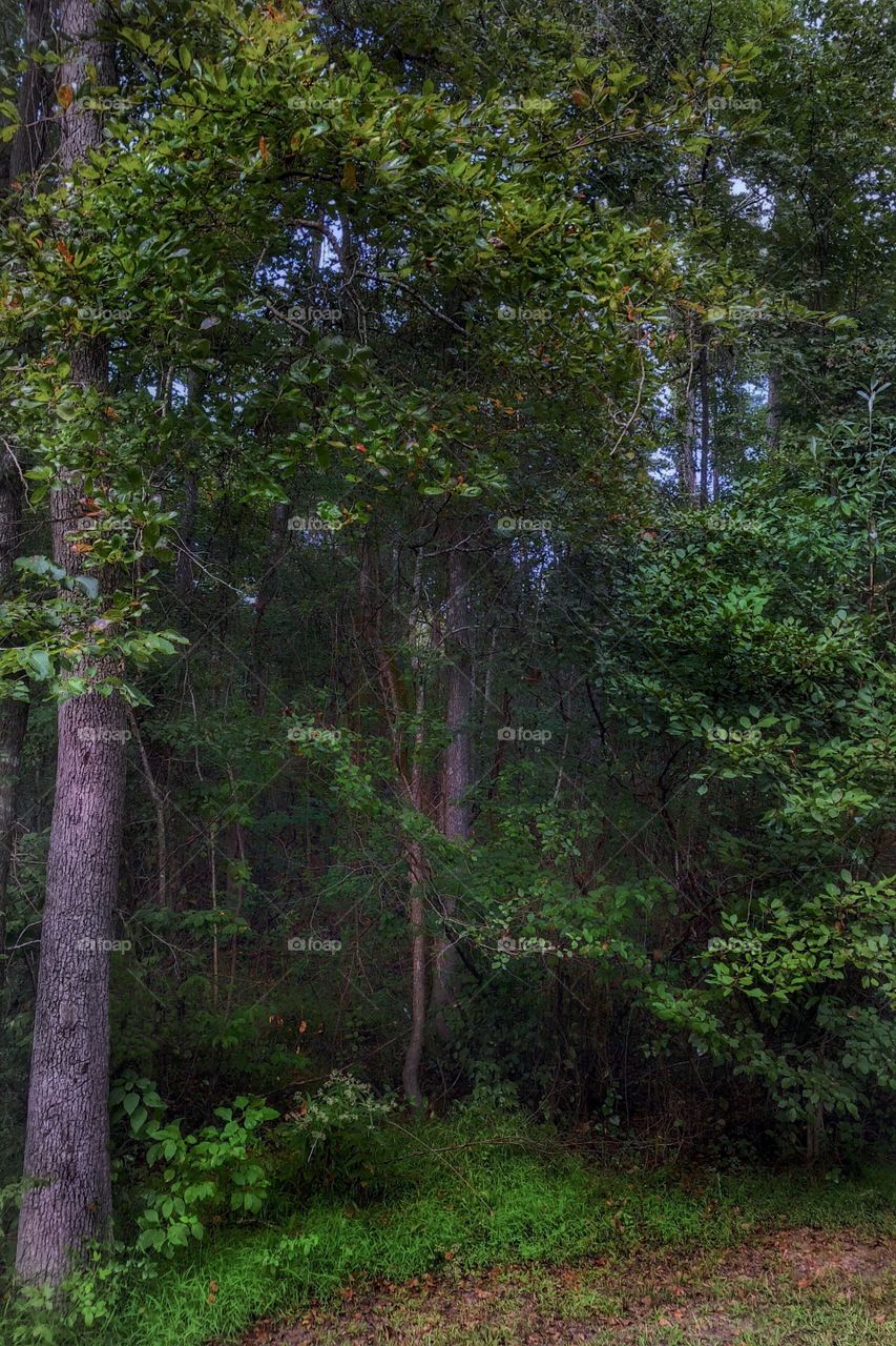 Sometimes- the best places are at your home (my backyard 