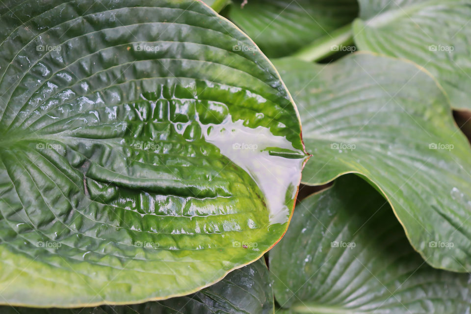 Closeup of rainwater pooled in leaf of plantain lily plant. 