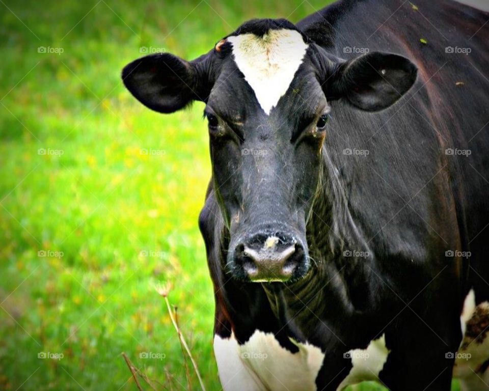 Beautiful cow