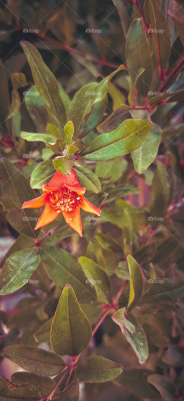 Look deep into nature, and then you will understand everything better. 
—Albert Einstein