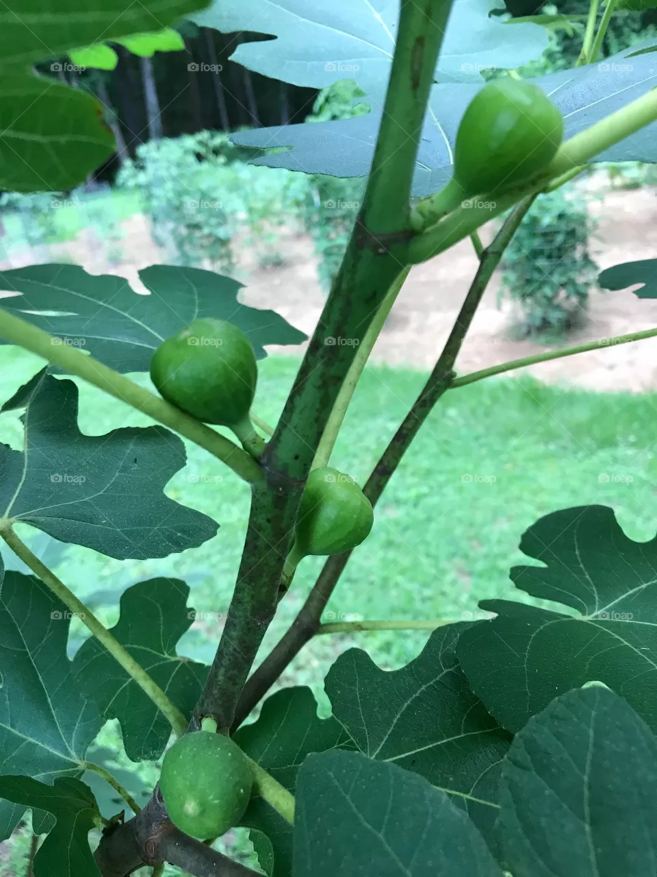 Figs