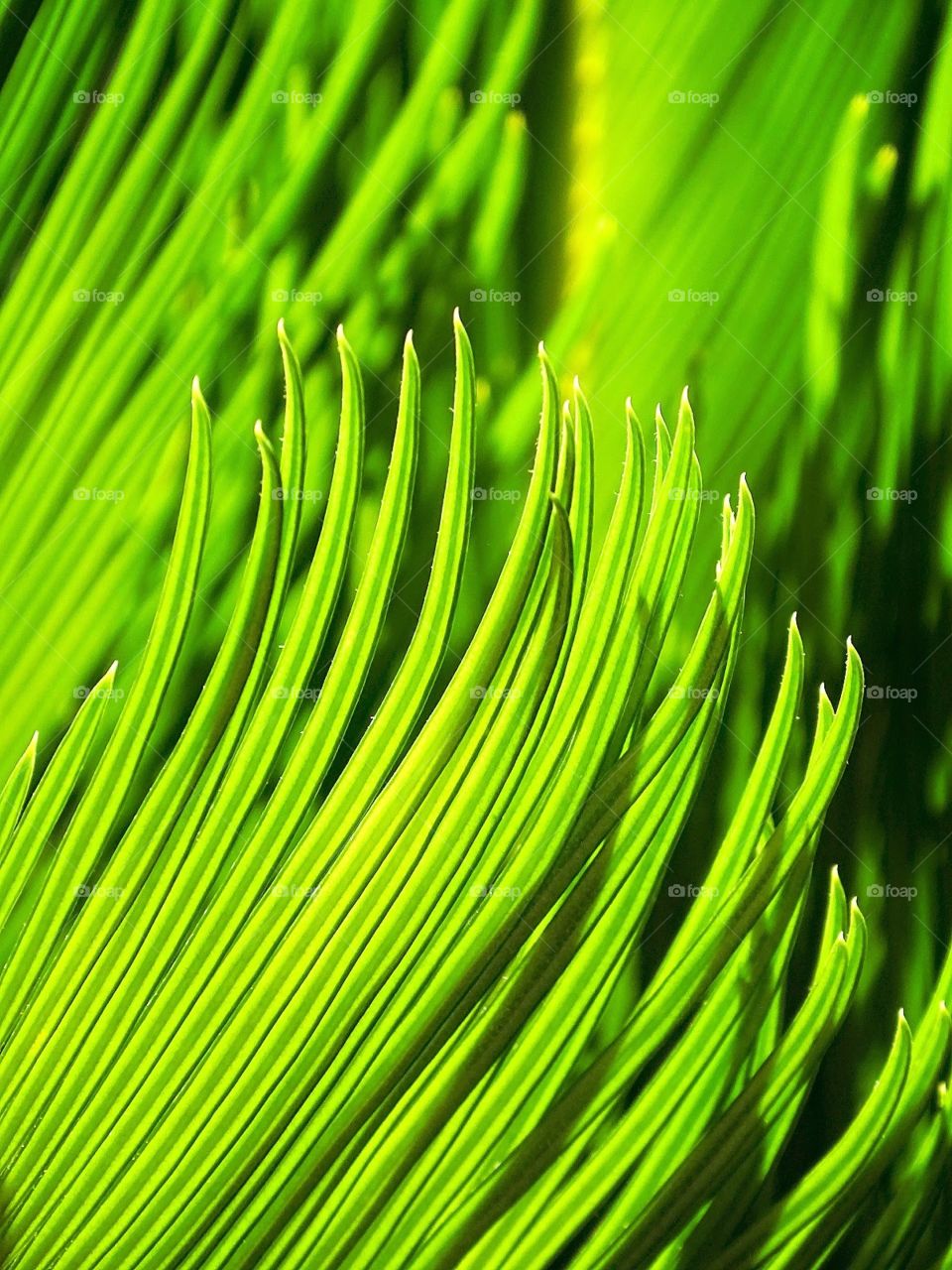 The beauty of the flowers