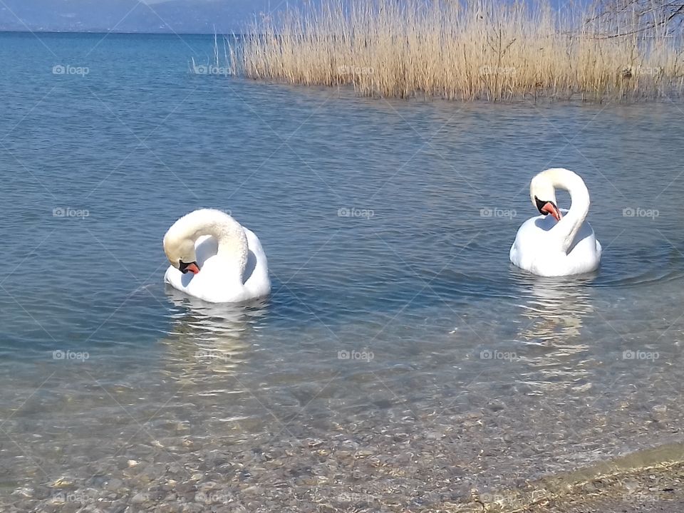 swans on Garda Lake