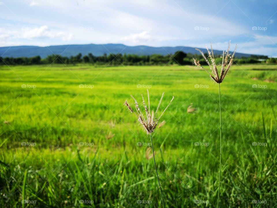 Close-up of grass flowers are beside green fields and mountains with blue sky. Grass flowers are near rice pad with mountains and cloudy sky view.