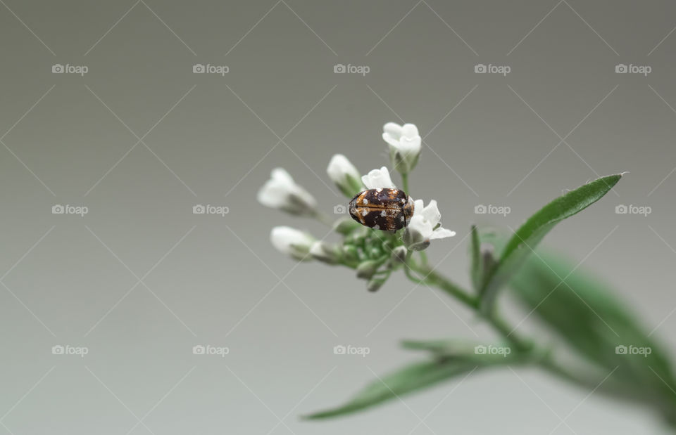 beetle on a flower