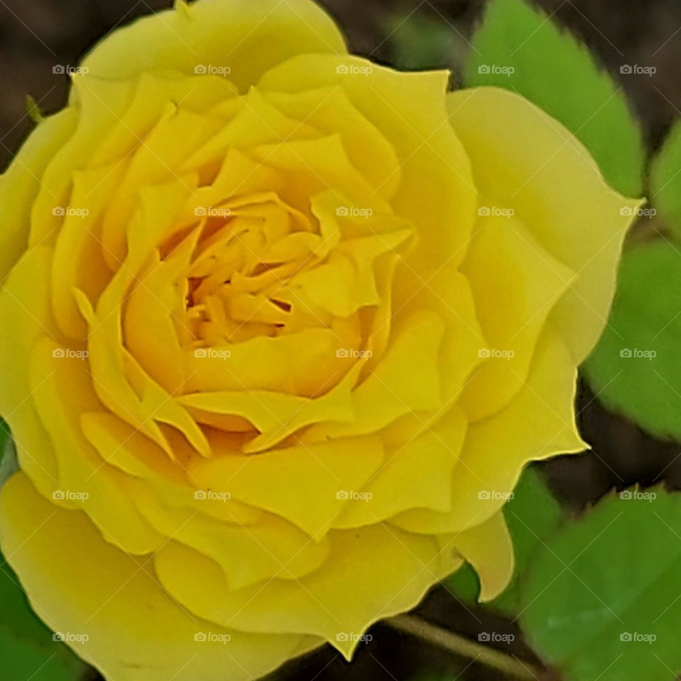 yellow Rose from mom's garden