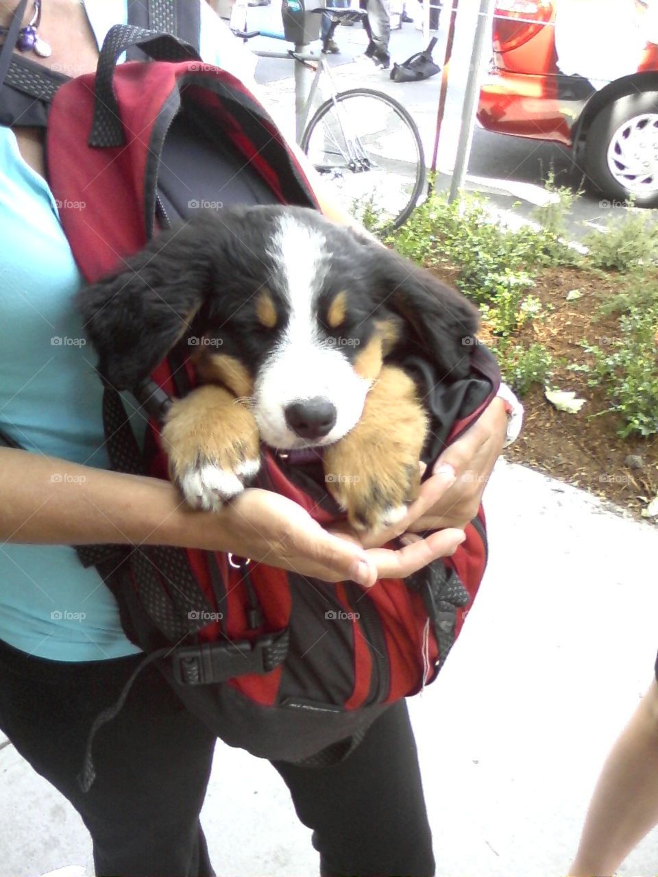 Spring walk with my dog