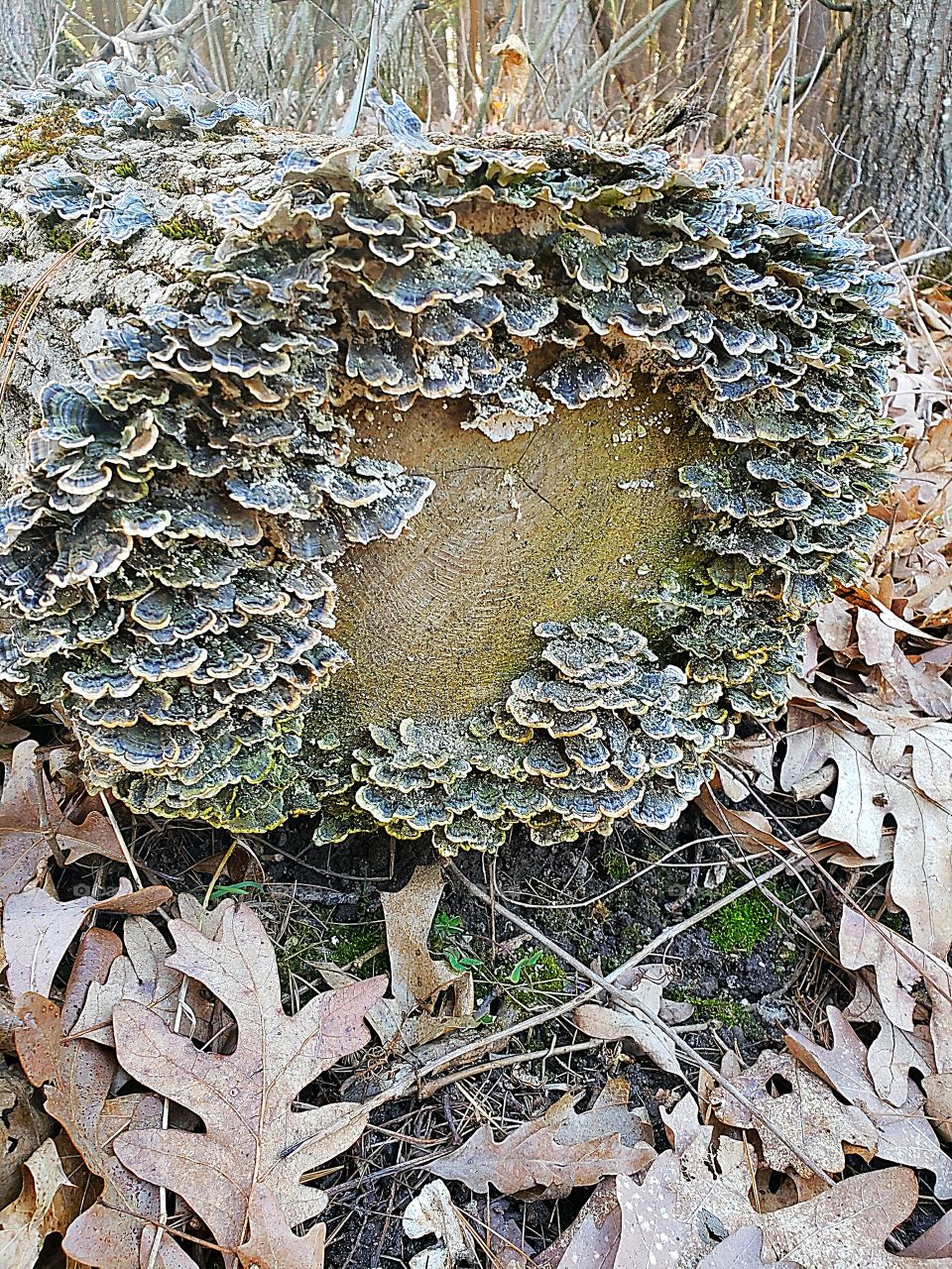 fungus fungi on a dead log