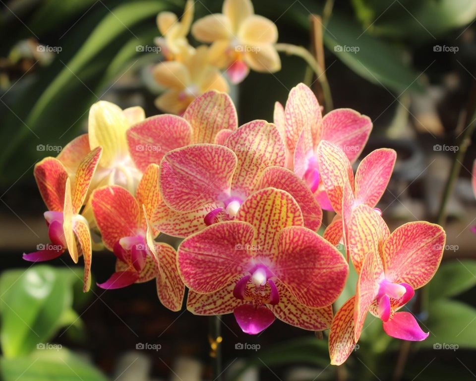 beautiful orchid are bloom