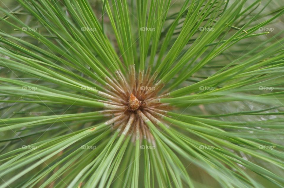 Pine tree leaves