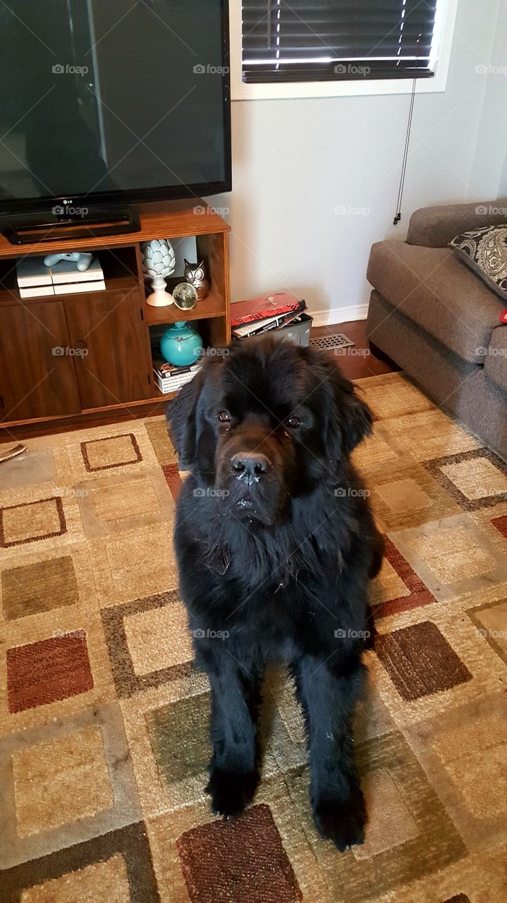 Dog, Pet, Mammal, Canine, No Person