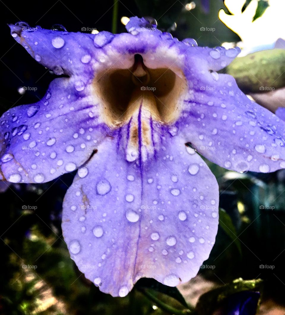 🌺Fim de #cooper!
Suado, cansado e feliz, alongando e curtindo a beleza das #flores (esse clique, da semana passada).
🏁
#corrida #treino #flor #flower #flowers #pétalas #pétala #jardim #jardinagem #garden #flora #run #running #esporte #alongamento 