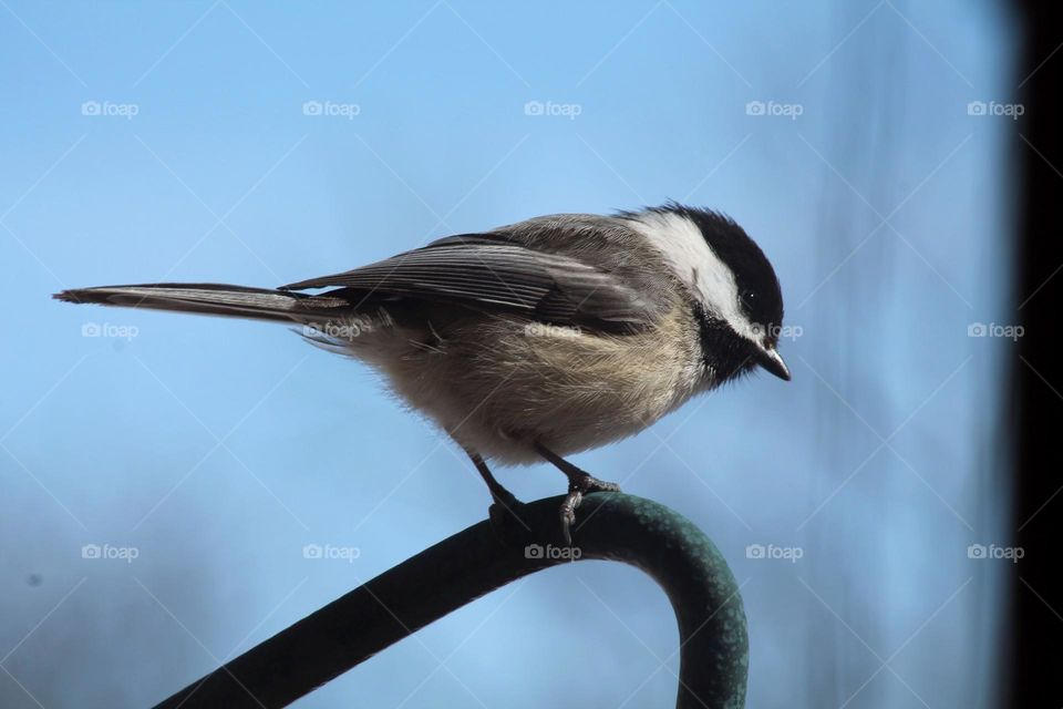 Chickadee