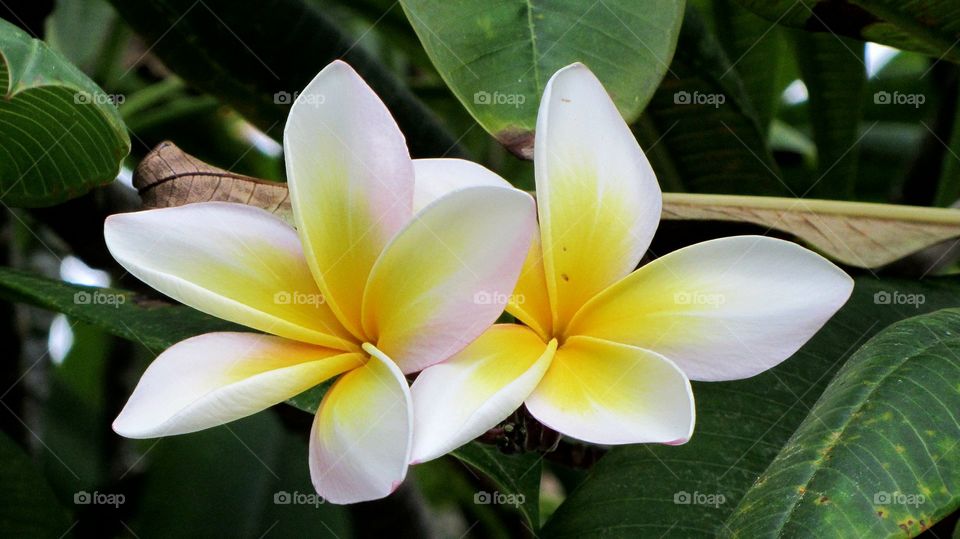 Plumeria