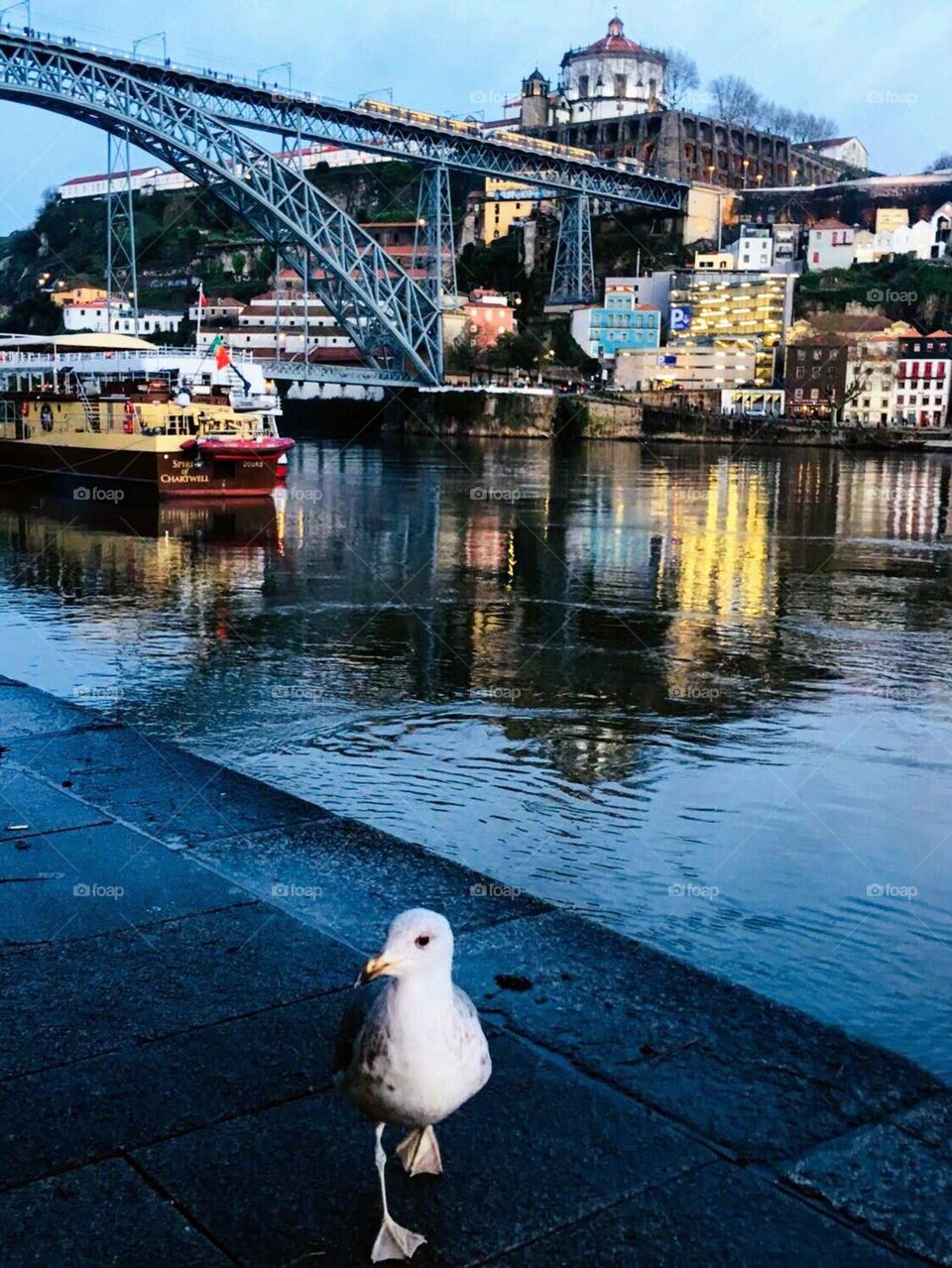Seagull walking by Porto’s Douro river