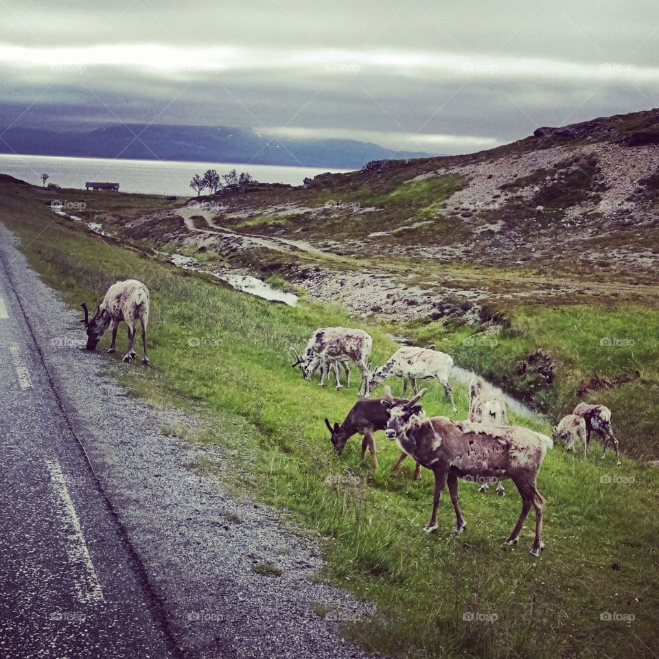 reindeer on the road