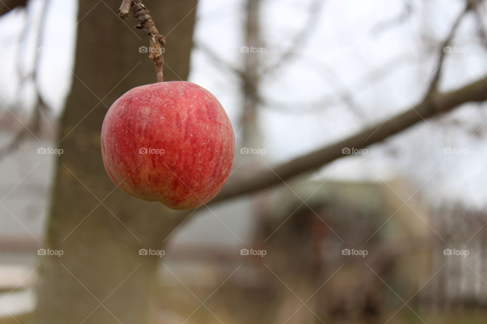 Red apple hanging by the tree