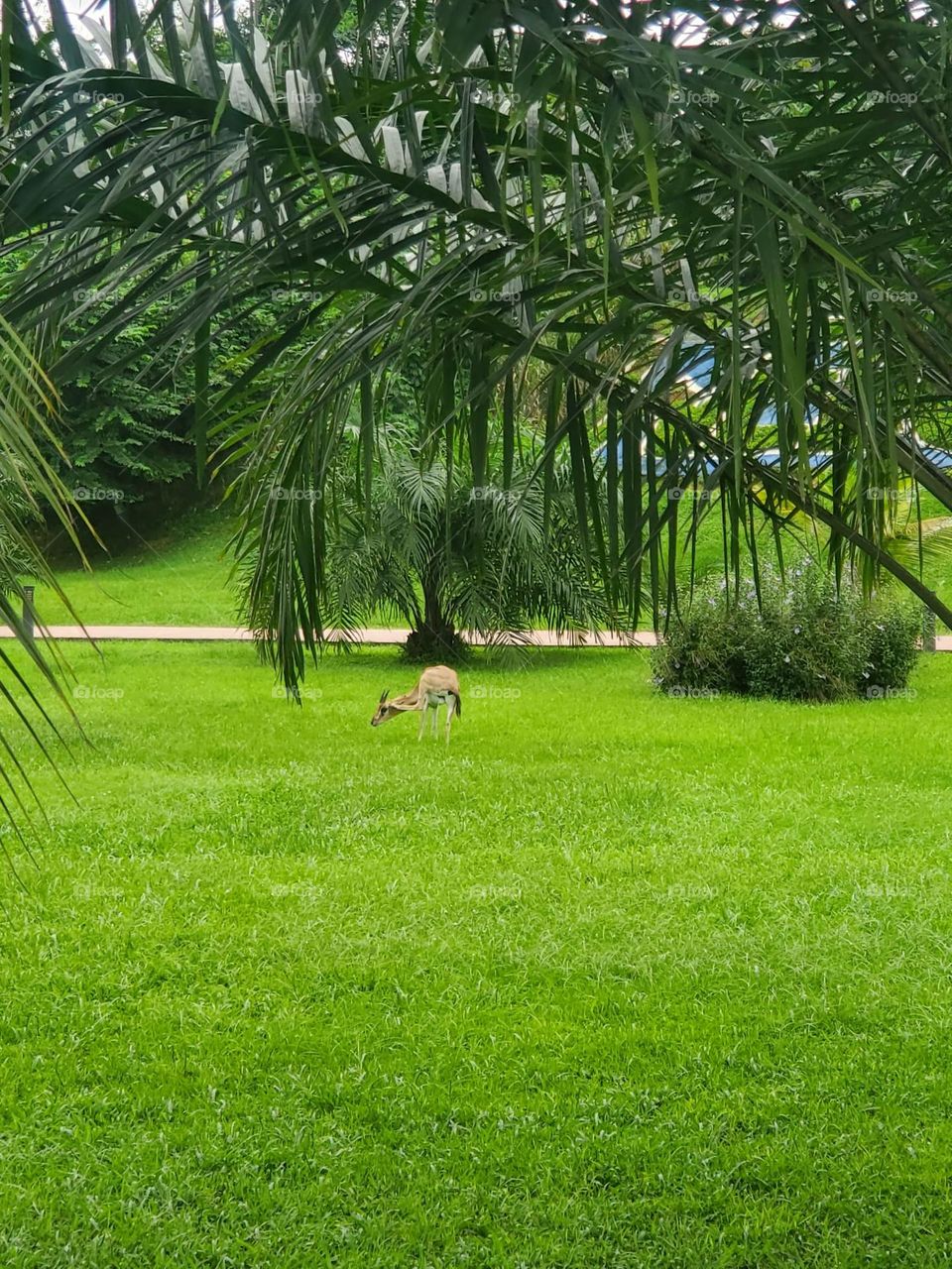 Amidst a lush green meadow, this tranquil scene embodies the beauty of nature. The vibrant grass stretches endlessly, bathed in soft natural light.