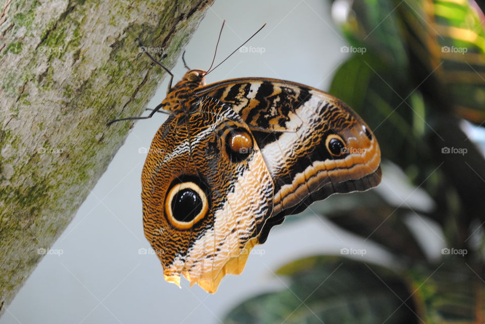 A beautiful butterfly in Key West, Fl