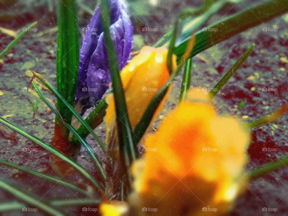 buds of yellow and purple crocuses in early and spring after rain.