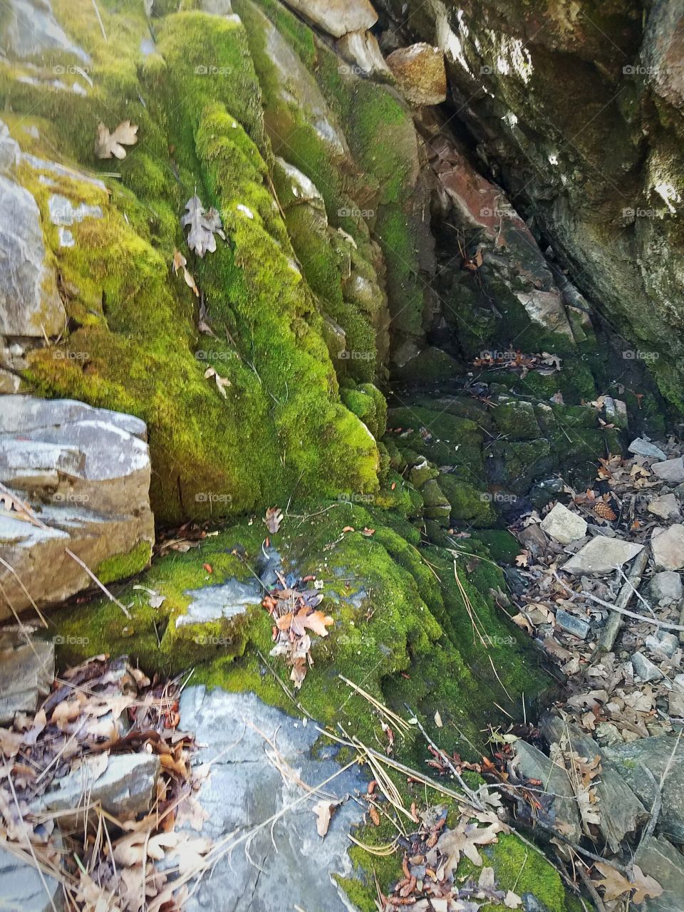 Moss covered cave wall