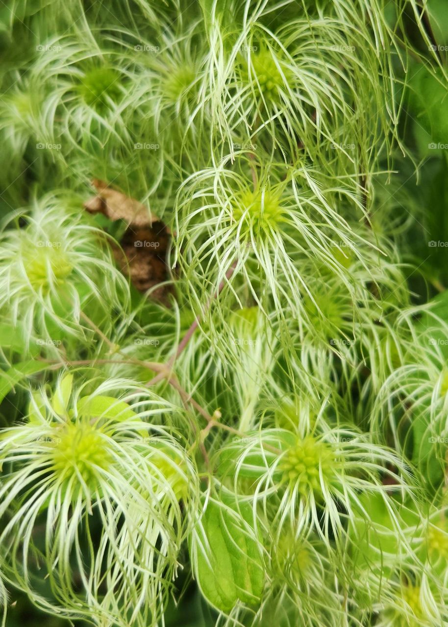 A Beautifuly Unusual Hairy Plant