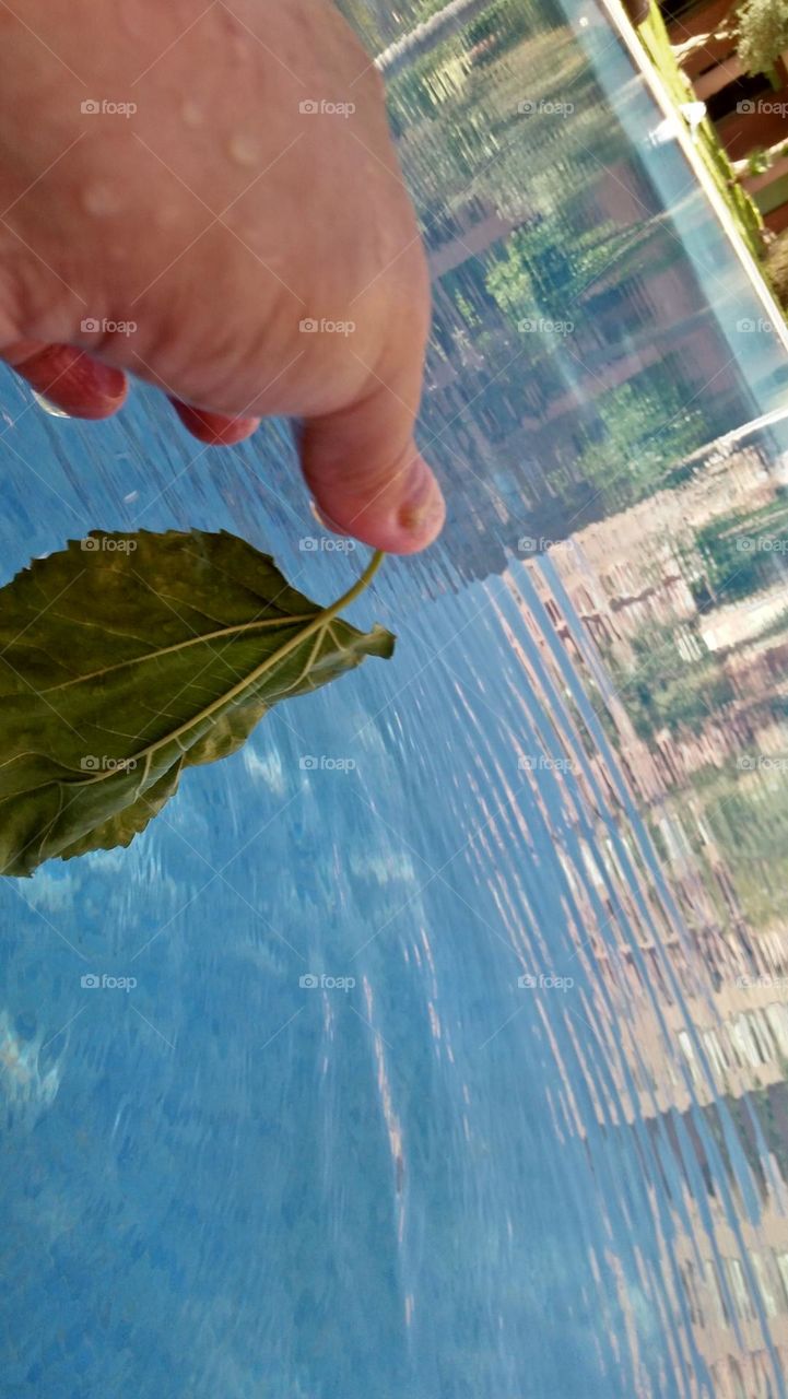 Beautiful green leaf in hand.