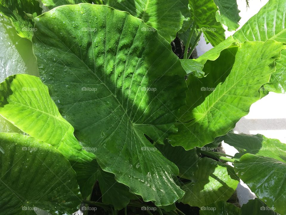 Green big healthy wet leaf
