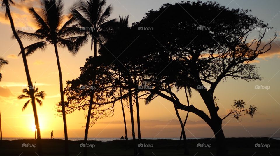 Beach, Sunset, Tropical, Sun, Tree