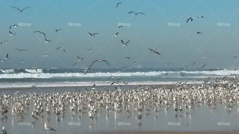 Bird, Seagulls, Water, Winter, Sea
