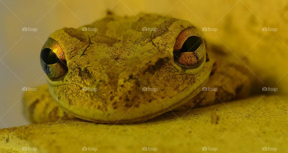 Closeup of a small frog on soft golden light metallic looking eyes and smiley spotted face