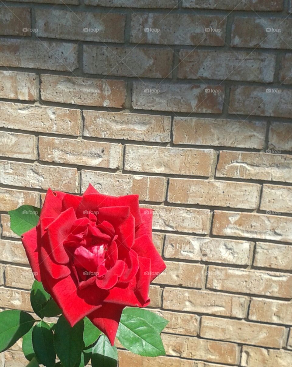brick rose