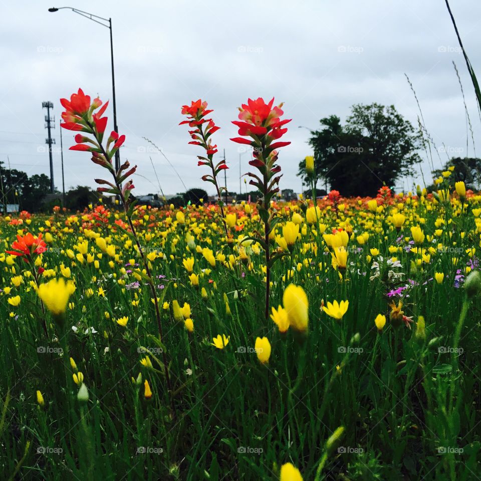 Flower, Nature, Field, Summer, Grass