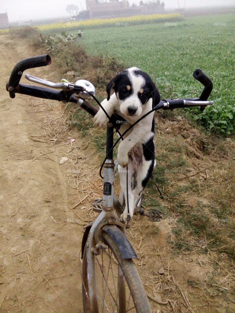 dog on bicycle