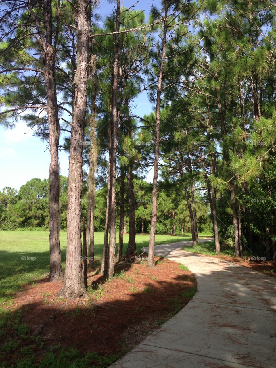 Empty road through forest