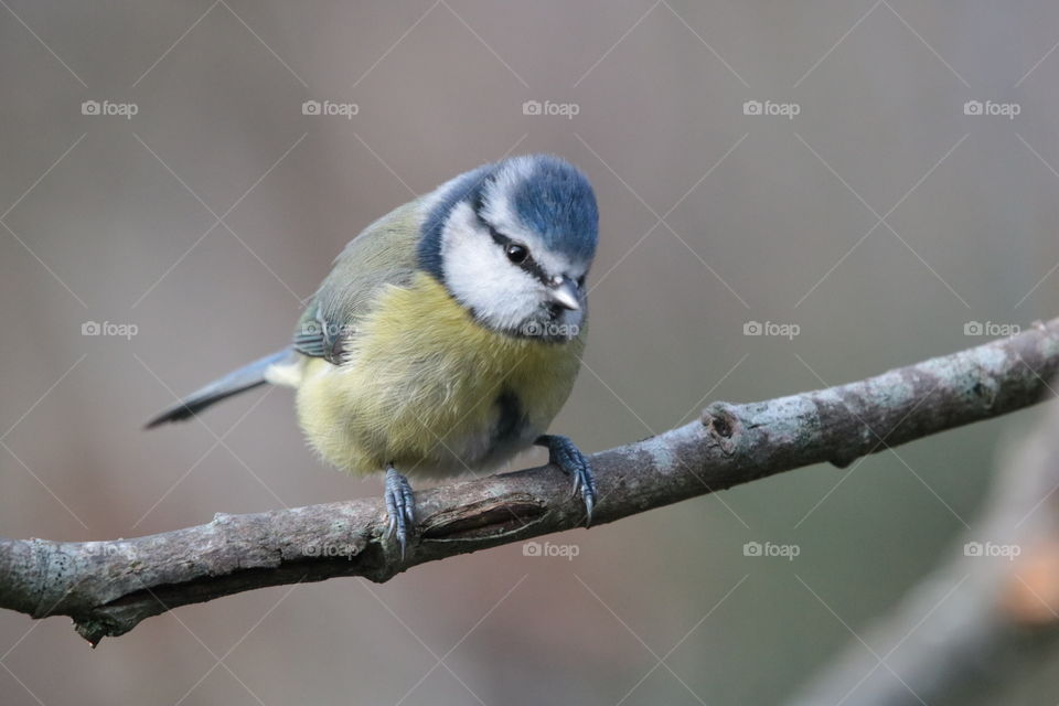 Blue tit