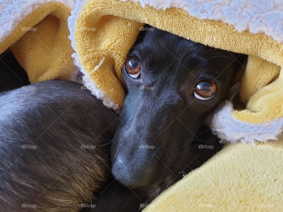 Our little pup snuggled into a big blanket. Big brown eyes looked up when I tried to find her in the blanket.