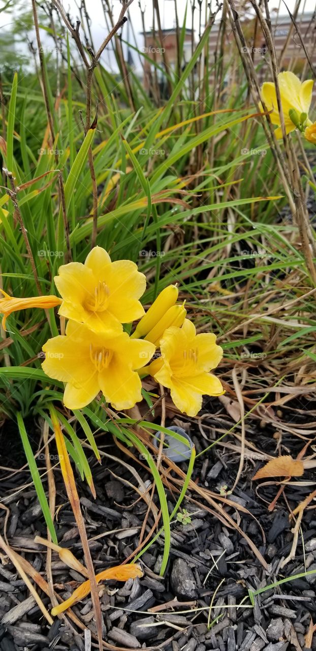 beautiful lilies