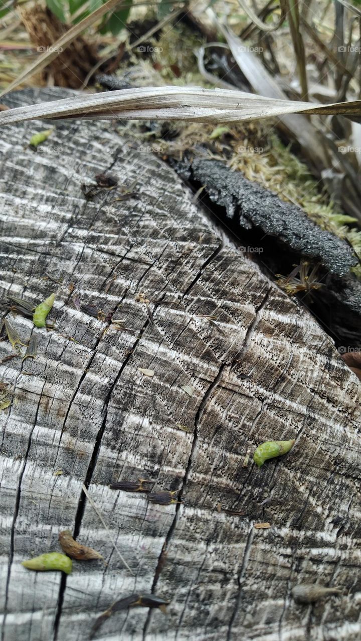 detail from the forest