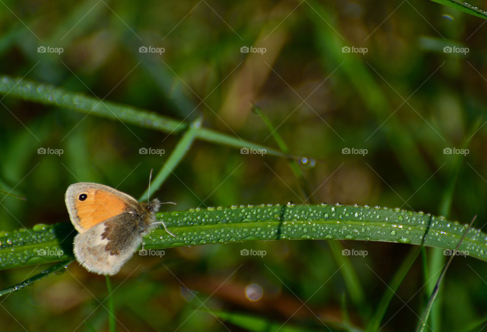 Small butterfly on the grass