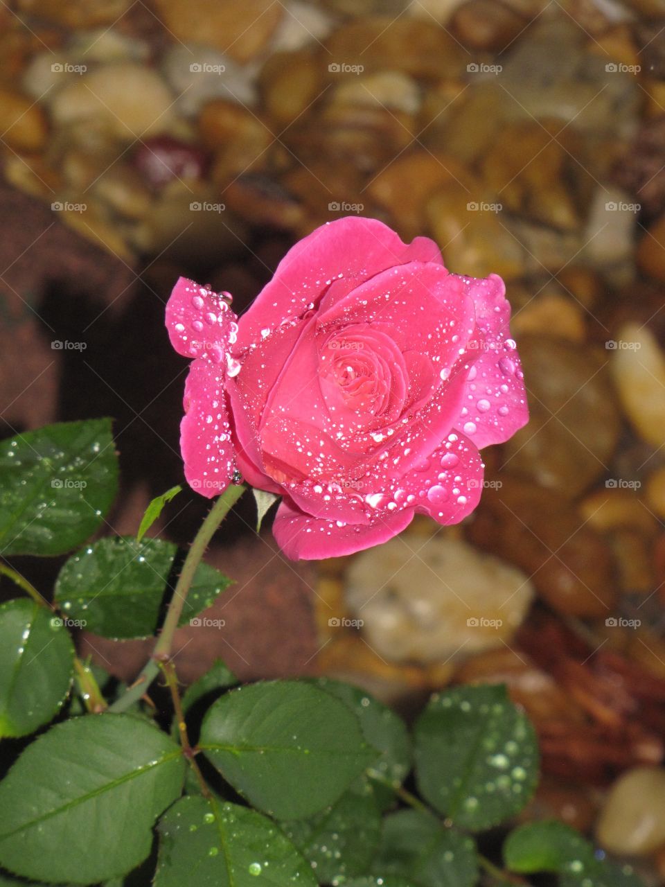 Flower with dew on 