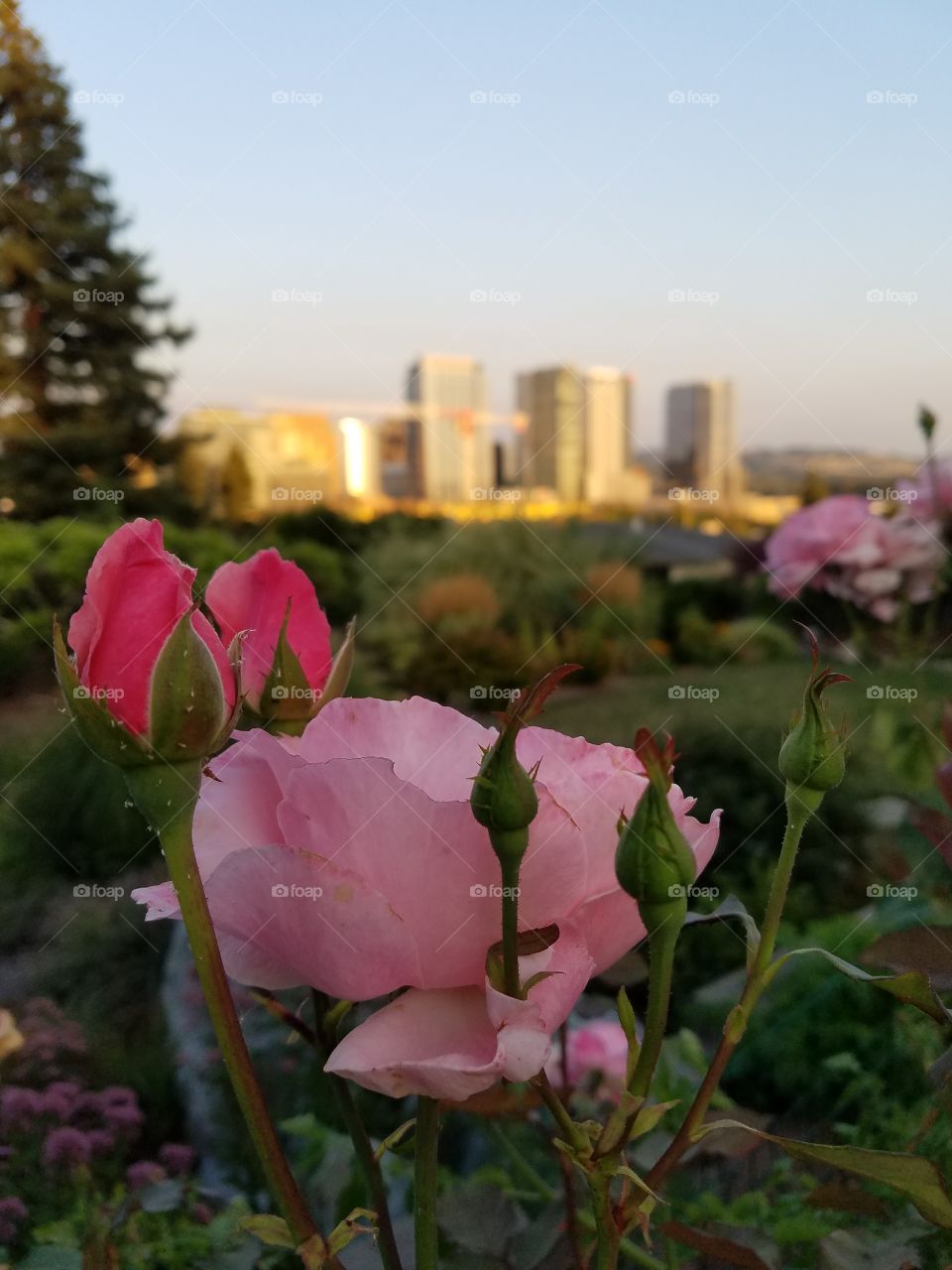 roses under the city