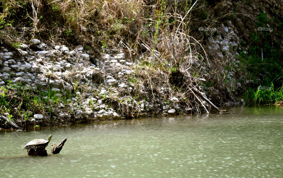 animal river turtle texas by refocusphoto