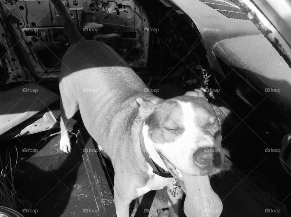 Beautiful rescue pitbull in an abandoned car in black and white 