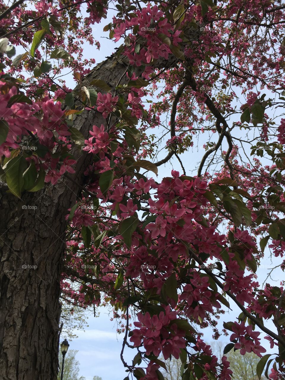 Blossoms in CT in early May