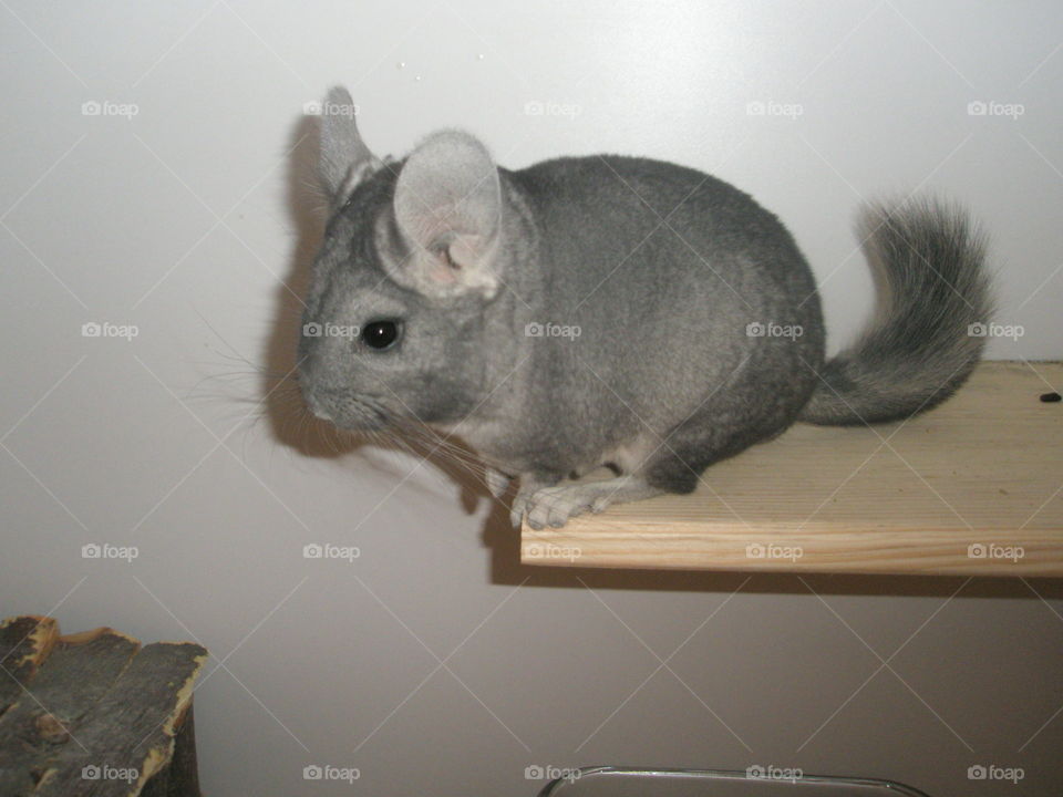 chinchillas