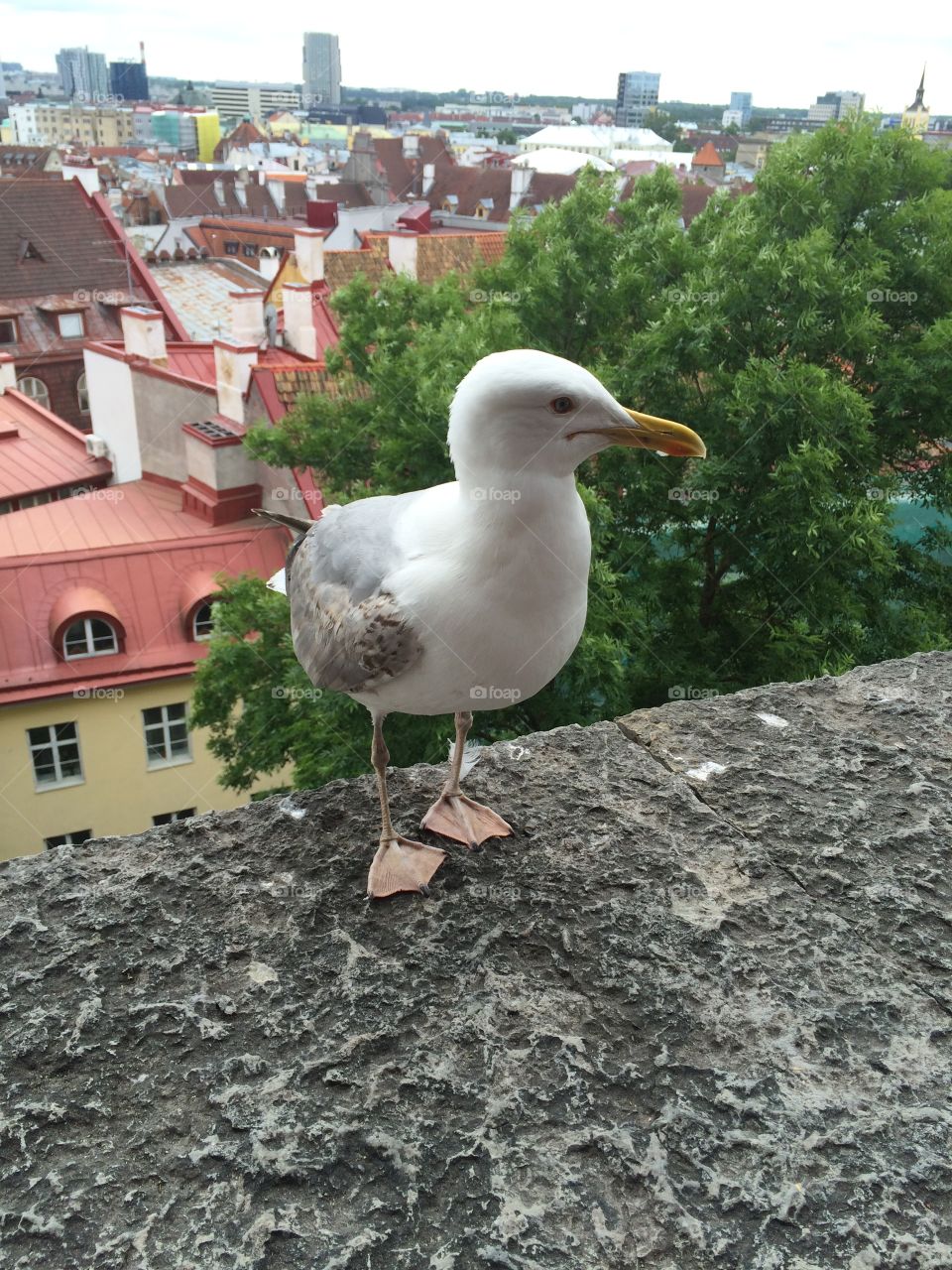 Seagull in Latvia