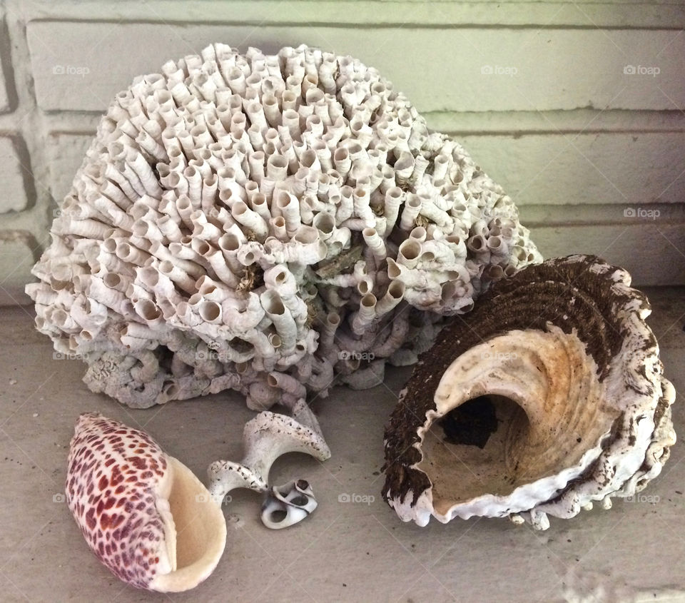 Sea shells